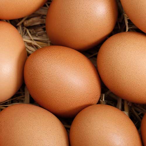 Optimized nutrition and welfare for farm animals